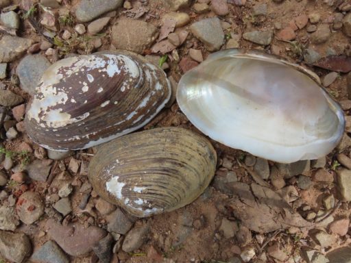Fresh water mussel shells found washed up on the shores of Lake Hume. 